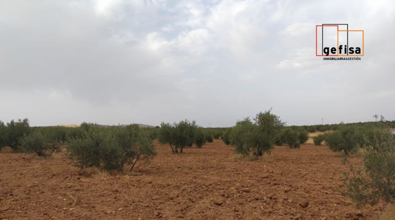 Ciudad Real - Torrenueva - 2084m2