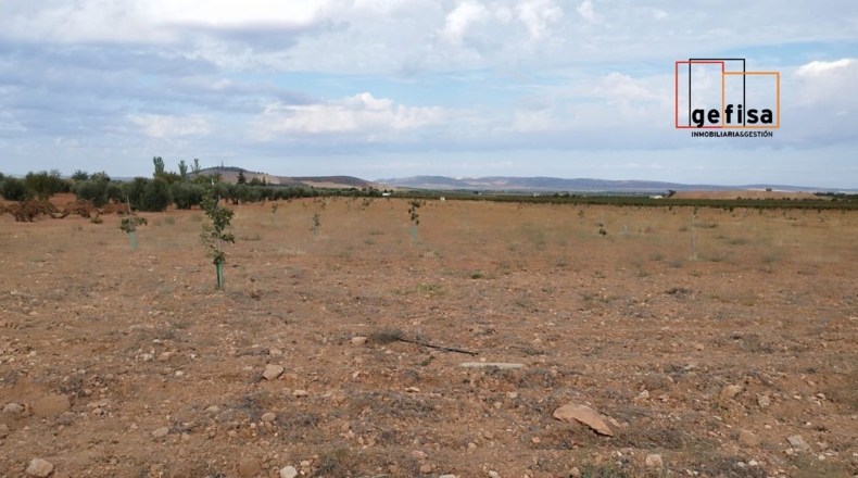 Ciudad Real - San Carlos del Valle - 14000m2