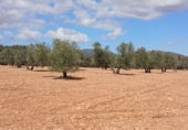 Non-developable land for sale in Valdepeñas ref: TR307280 photo