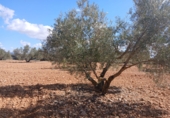 Non-developable land for sale in Valdepeñas ref: TR307280 photo