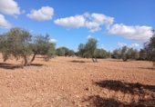 Non-developable land for sale in Valdepeñas ref: TR307280 photo