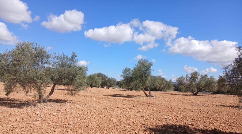 Ciudad Real - Вальдепеньяс - 25000m2