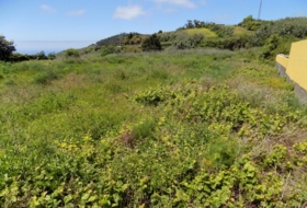 Tacoronte 2000&nbsp;m² 