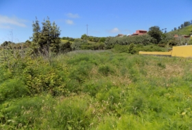 Tacoronte 2000&nbsp;m² 