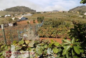 Tacoronte 4500&nbsp;m² 