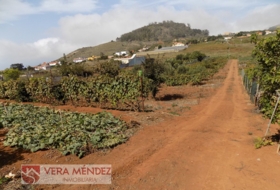 Tacoronte 4500&nbsp;m² 
