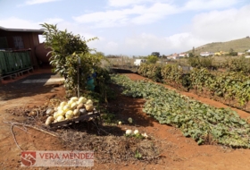 Tacoronte 4500&nbsp;m² 