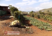 Finca rústica en venta en Tacoronte ref: TR92157 foto
