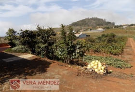 Tacoronte 4500&nbsp;m² 