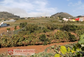 Tacoronte 4500&nbsp;m² 