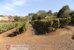 Tacoronte 4500&nbsp;m² 