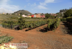 Tacoronte 4500&nbsp;m² 