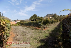 Tacoronte 4500&nbsp;m² 