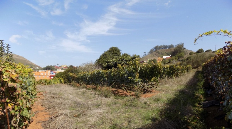 Santa Cruz de Tenerife - Tacoronte - 4500m2