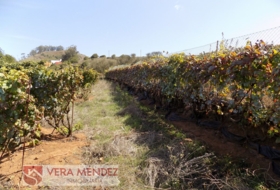 Tacoronte 4500&nbsp;m² 