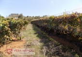 Finca rústica en venta en Tacoronte ref: TR92157 foto