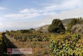 Tacoronte 4500&nbsp;m² 