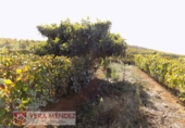 Finca rústica en venta en Tacoronte ref: TR92157 foto