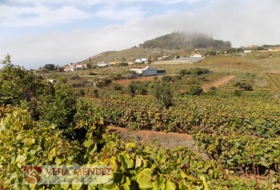 Tacoronte 4500&nbsp;m² 