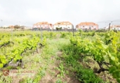 Non-developable land for sale in Tacoronte ref: TR308203 photo