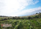 Non-developable land for sale in Tacoronte ref: TR308203 photo