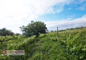 Non-developable land for sale in Tacoronte ref: TR308203 photo