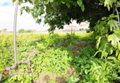 Non-developable land for sale in Tacoronte ref: TR308203 photo