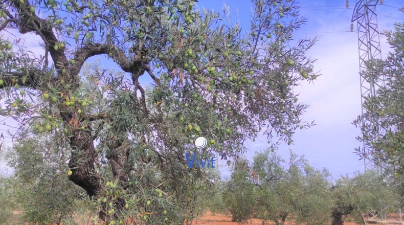 Sevilla - Alcalá de Guadaíra - 50000m2