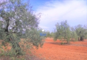 Terreny no urbanitzable en venda a Alcalá de Guadaíra ref.: TR53861 foto