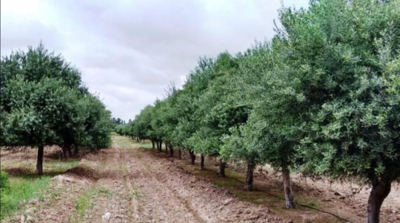 Sevilla - Mairena del Alcor - 20000m2