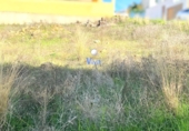 Sòl urbà en venda a Alcalá de Guadaíra ref.: TR252617 foto