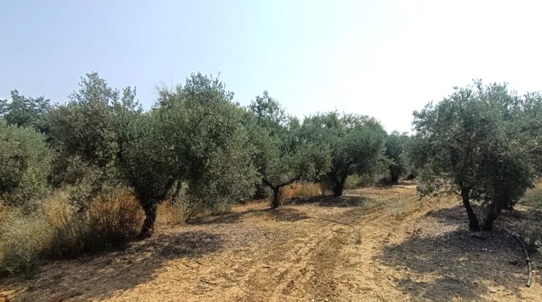 Севилья - Alcalá de Guadaíra - 43188m2