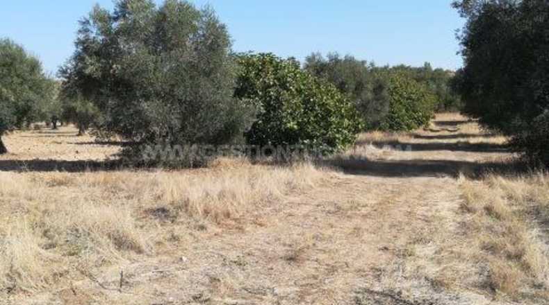 Toledo - Lucillos - 9000m2