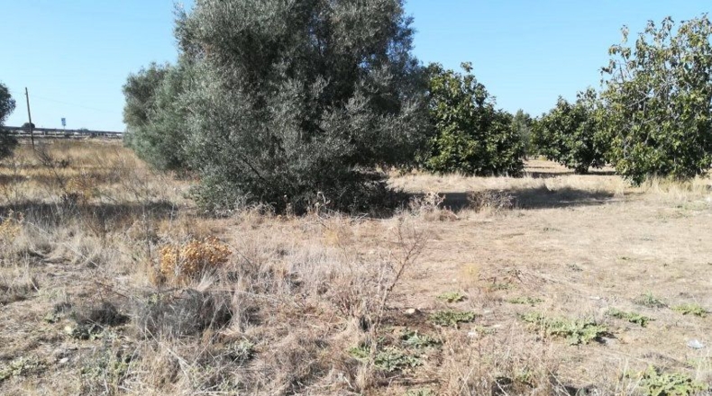 Toledo - Lucillos - 9000m2