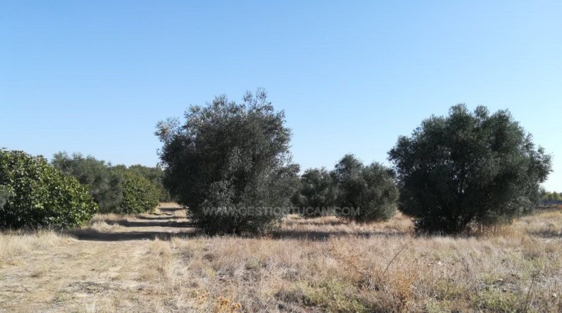Toledo - Lucillos - 9000m2