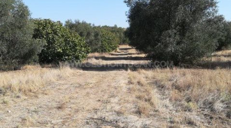 Toledo - Lucillos - 9000m2