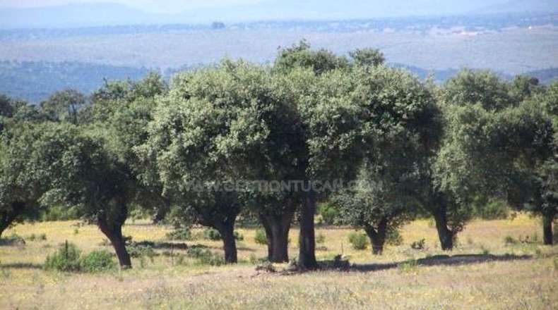Cáceres - Alcántara - 500m2