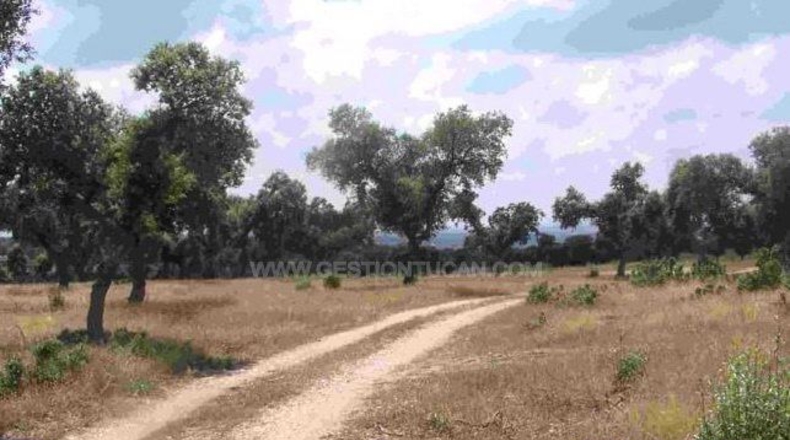 Cáceres - Alcántara - 500m2