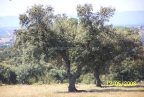 Alcántara 500&nbsp;m²