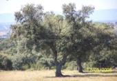 Finca rústica en venda a Alcántara ref.: TR307959 foto