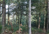 Земельный участок на продажу в городе Osor. Фото