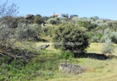 Rural estate for sale in San Martín de Pusa ref: TR53856 photo
