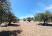Rural estate for sale in San Martín de Pusa ref: TR53856 photo