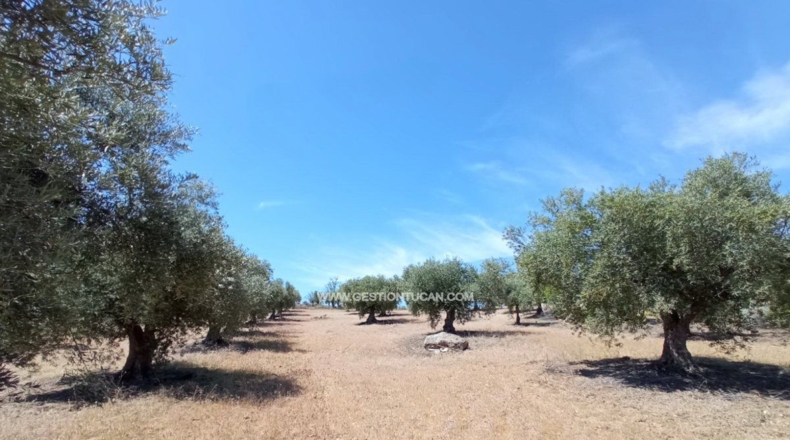 Toledo - San Martín de Pusa - 50000m2