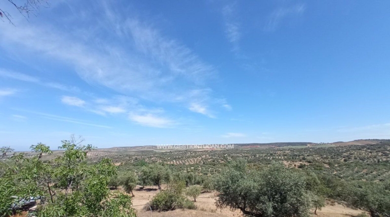 Toledo - San Martín de Pusa - 50000m2