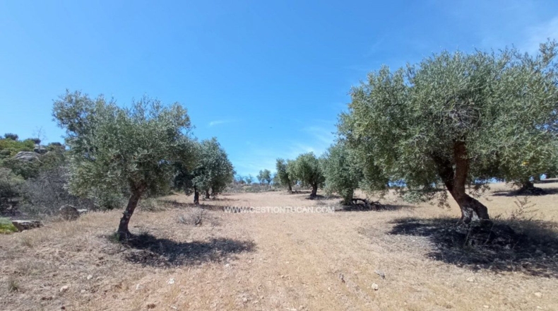 Toledo - San Martín de Pusa - 50000m2