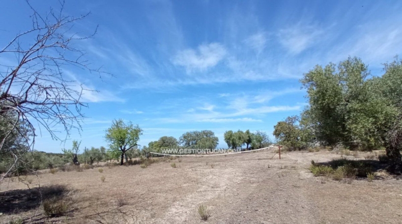 Toledo - San Martín de Pusa - 50000m2