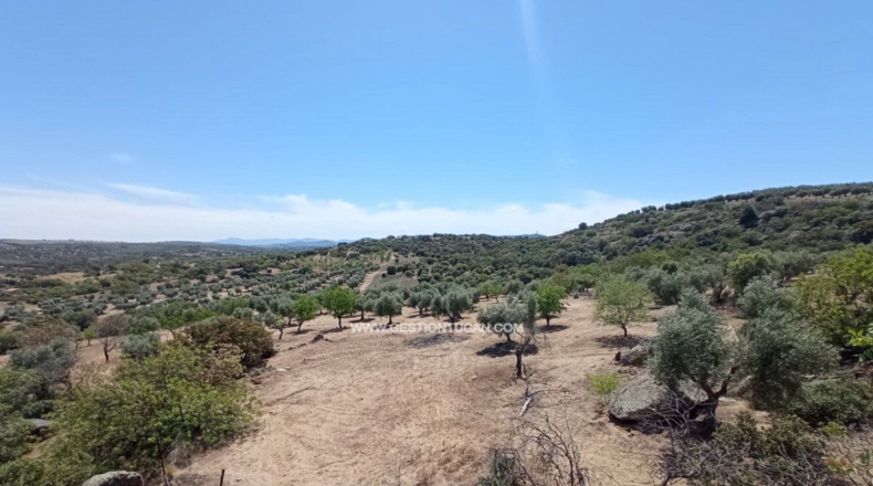 Toledo - San Martín de Pusa - 50000m2