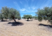 Rural estate for sale in San Martín de Pusa ref: TR53856 photo