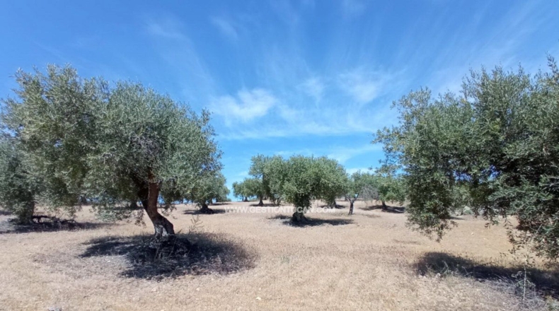 Toledo - San Martín de Pusa - 50000m2